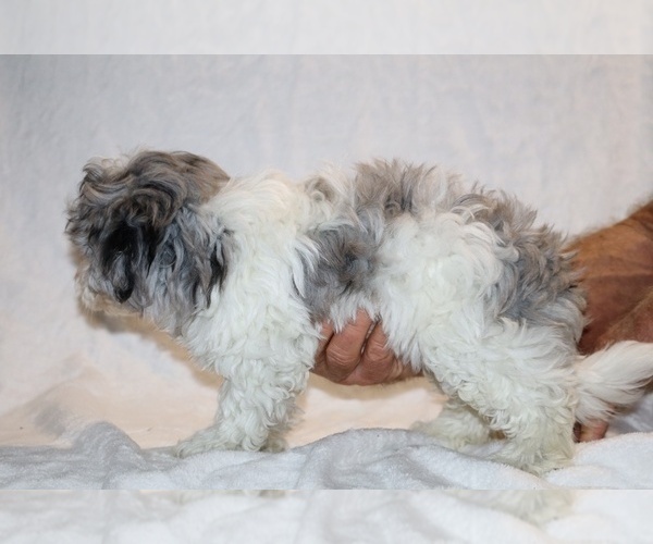 Medium Photo #11 ShihPoo Puppy For Sale in DYERSBURG, TN, USA