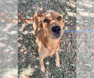 German Shepherd Dog-Miniature Bull Terrier Mix Dogs for adoption in Texas City, TX, USA