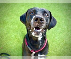 Labrador Retriever Dogs for adoption in Orlando, FL, USA