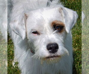 Parson Russell Terrier-Unknown Mix Dogs for adoption in Huntley, IL, USA