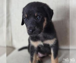 China - Female Labrador Retriever-Unknown Mix Dog for Adoption - Photo #2