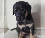 Small Photo #2 Labrador Retriever-Unknown Mix Puppy For Sale in Washington, DC, USA