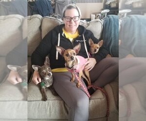 Chihuahua Dogs for adoption in Bellmawr, NJ, USA