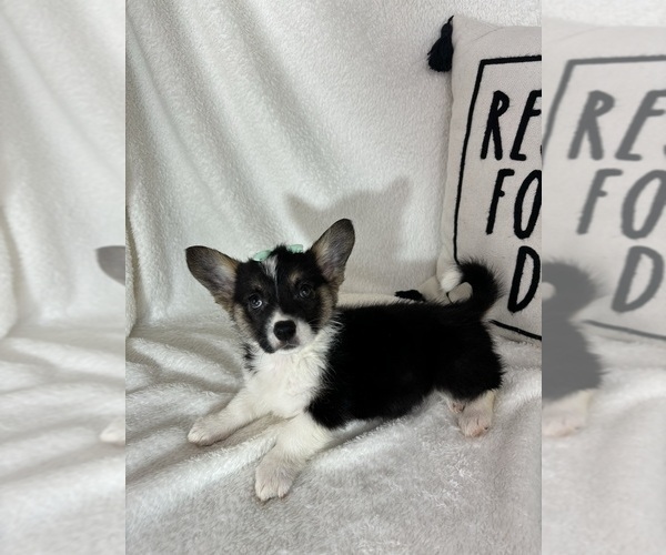 Medium Photo #1 Pembroke Welsh Corgi Puppy For Sale in GREENFIELD, IN, USA