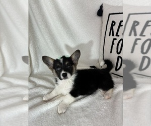 Pembroke Welsh Corgi Puppy for sale in GREENFIELD, IN, USA