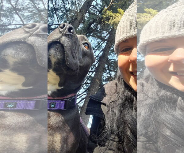 Medium Photo #3 American Pit Bull Terrier Puppy For Sale in Junction Cityu, OR, USA