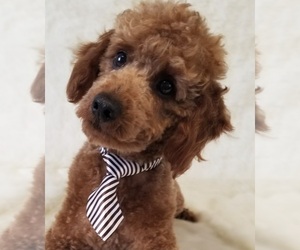 Goldendoodle (Miniature) Puppy for sale in BULLARD, TX, USA