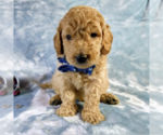 Small Photo #6 Goldendoodle Puppy For Sale in PAULINE, SC, USA