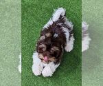 Small #4 Havanese