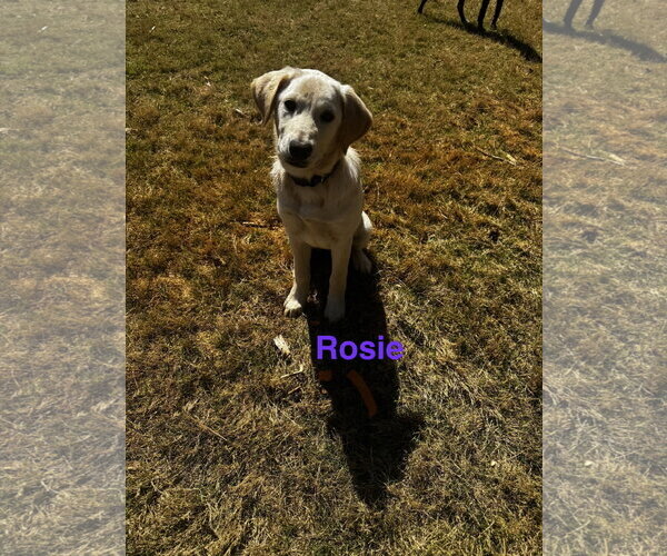 Medium Photo #1 Golden Labrador Puppy For Sale in Ball Ground, GA, USA