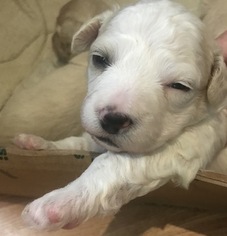 Maltipoo Puppy for sale in FRESNO, CA, USA