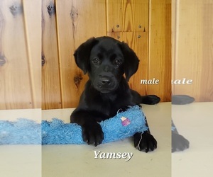 Labrador Retriever Puppy for sale in BRIDGEWATER, VA, USA