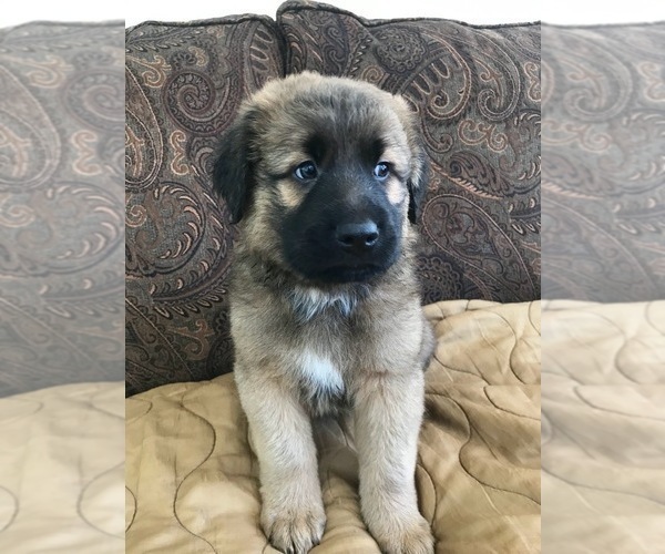 Medium Photo #1 Black Mouth Cur-German Shepherd Dog Mix Puppy For Sale in MONROE, WI, USA