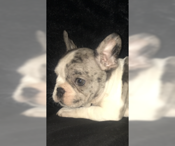 Medium Photo #5 French Bulldog Puppy For Sale in HAMDEN, CT, USA