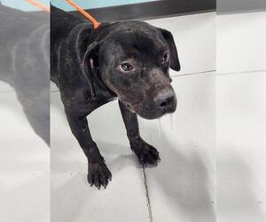American Pit Bull Terrier Dogs for adoption in Temple, TX, USA