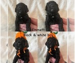 Small Photo #13 Goldendoodle Puppy For Sale in DENVER, NC, USA