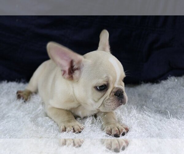 View Ad French Bulldog Puppy for Sale near New York
