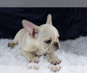 French Bulldog Puppy for sale in QUEENS, NY, USA