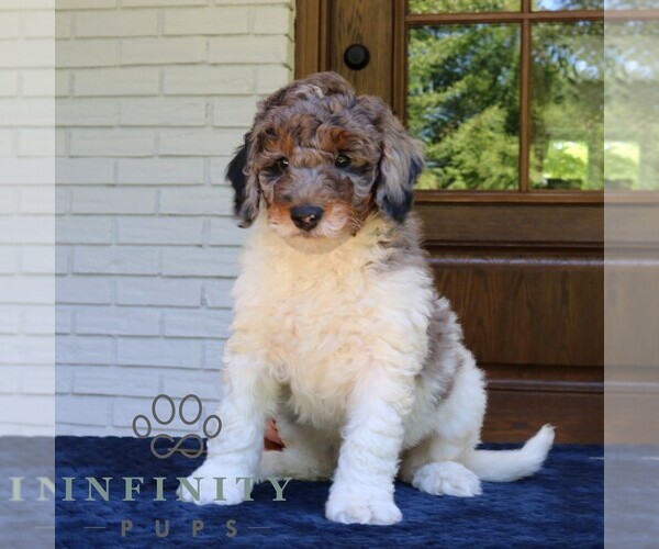 Medium Photo #1 Bernedoodle (Miniature) Puppy For Sale in NARVON, PA, USA