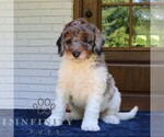 Image preview for Ad Listing. Nickname: Milo
