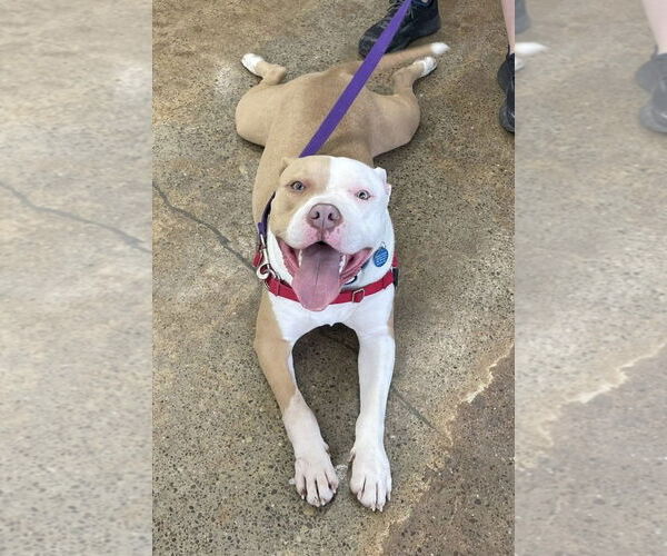 Medium Photo #2 American Pit Bull Terrier-Unknown Mix Puppy For Sale in Rochester, NY, USA