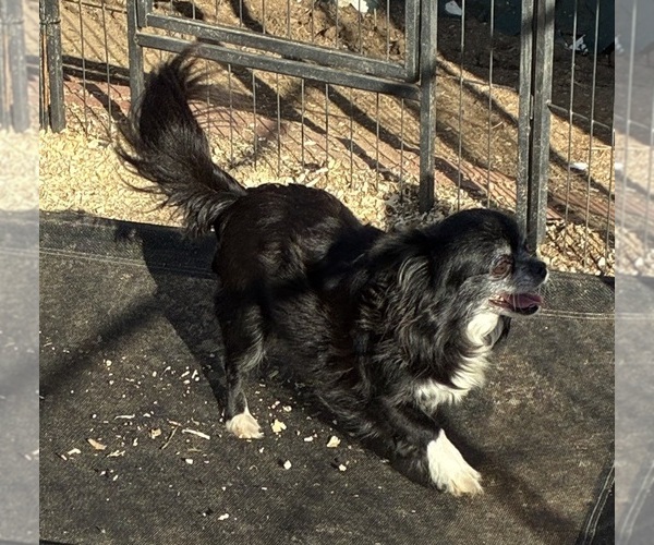 Medium Photo #1 Chihuahua Puppy For Sale in NEWVILLE, PA, USA