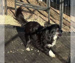 Mother of the Chihuahua puppies born on 12/12/2025