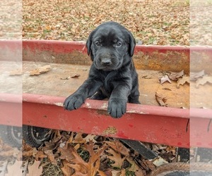 Labrador Retriever Puppy for Sale in OZARK, Missouri USA