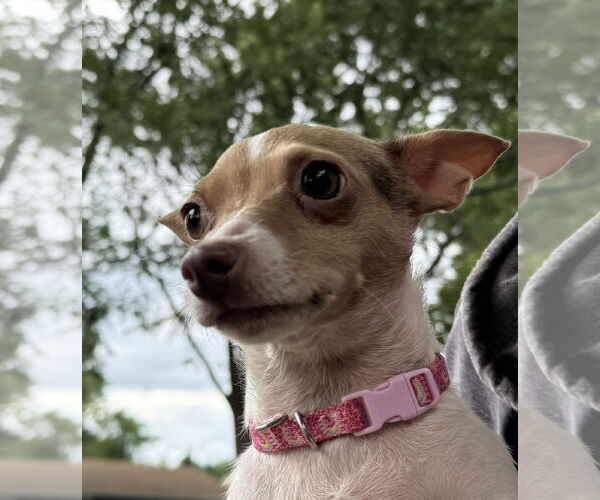 Medium Photo #3 Chihuahua Puppy For Sale in Sioux Falls, SD, USA