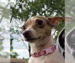Small #2 Chihuahua