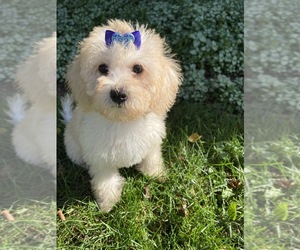 Cavachon-Poodle (Toy) Mix Puppy for sale in RICHMOND, IL, USA