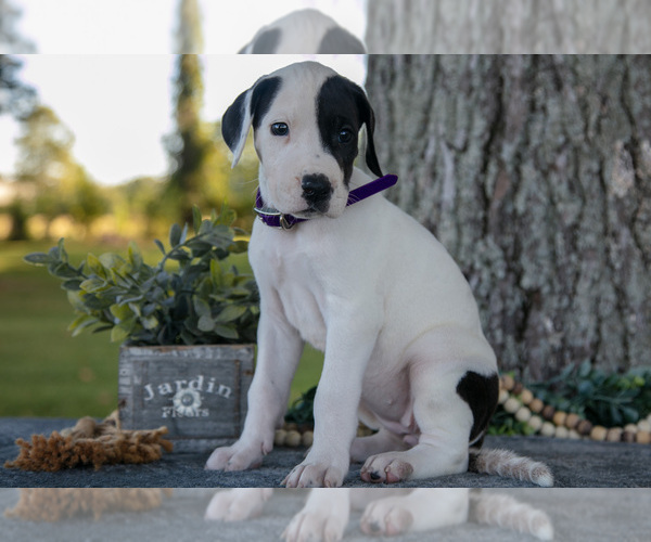 Medium Photo #8 Great Dane Puppy For Sale in SALEM, IN, USA
