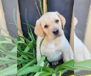 Labrador Retriever Puppy for sale in STEVENS, PA, USA