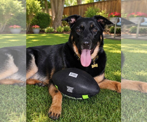 Medium Photo #12 German Shepherd Dog-Unknown Mix Puppy For Sale in Euless, TX, USA