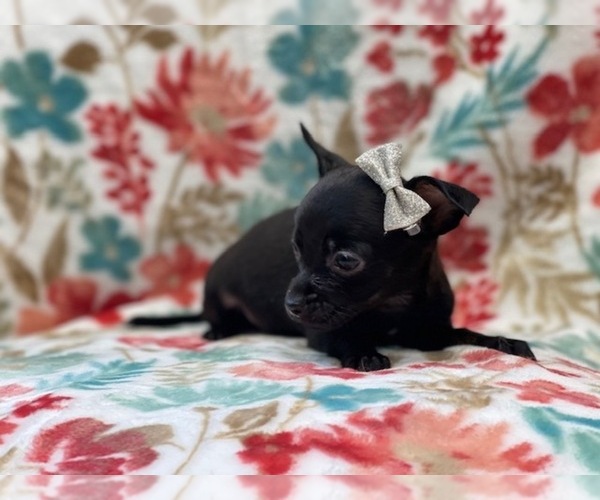 Medium Photo #13 Chihuahua Puppy For Sale in LAKELAND, FL, USA