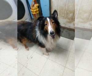 Father of the Shetland Sheepdog puppies born on 05/10/2020
