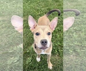 Mutt Dogs for adoption in Sykesville, MD, USA