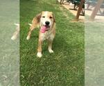 Small Mutt