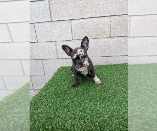 Medium Photo #9 French Bulldog Puppy For Sale in SIMI VALLEY, CA, USA