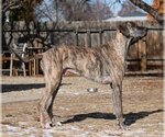 Small Photo #5 Great Dane Puppy For Sale in Boise, ID, USA