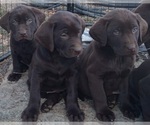 Small Photo #9 Labrador Retriever Puppy For Sale in BENTS FORT, CO, USA