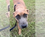 Small #1 Labrador Retriever Mix