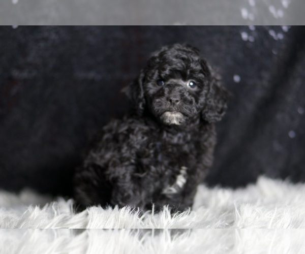 Medium Photo #119 Poodle (Toy) Puppy For Sale in WARSAW, IN, USA