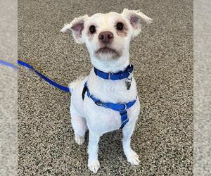 Poodle (Miniature)-Unknown Mix Dogs for adoption in Boston, MA, USA