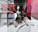 Small #1 Border Collie-Collie Mix
