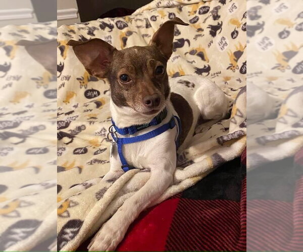 Medium Photo #15 Chihuahua Puppy For Sale in Mundelein, IL, USA