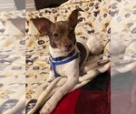 Small #14 Chihuahua