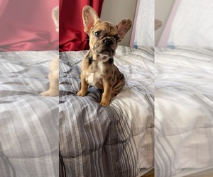 French Bulldog Puppy for sale in MULBERRY, FL, USA