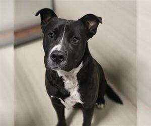 Mutt Dogs for adoption in Bakersfield, CA, USA