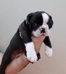 Small Photo #2 Olde English Bulldogge Puppy For Sale in CRESTVIEW, FL, USA